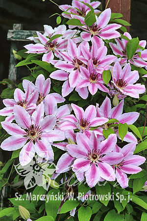 Клематис гибридный Нелли Мозер